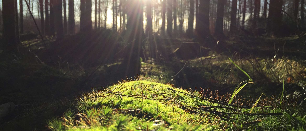 Vihreä sammalmatto, johon aurinko paistaa puiden takaa 